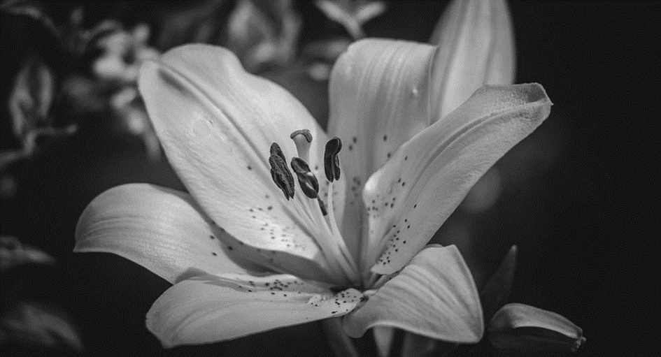 Czarno-biała fotografia lilii