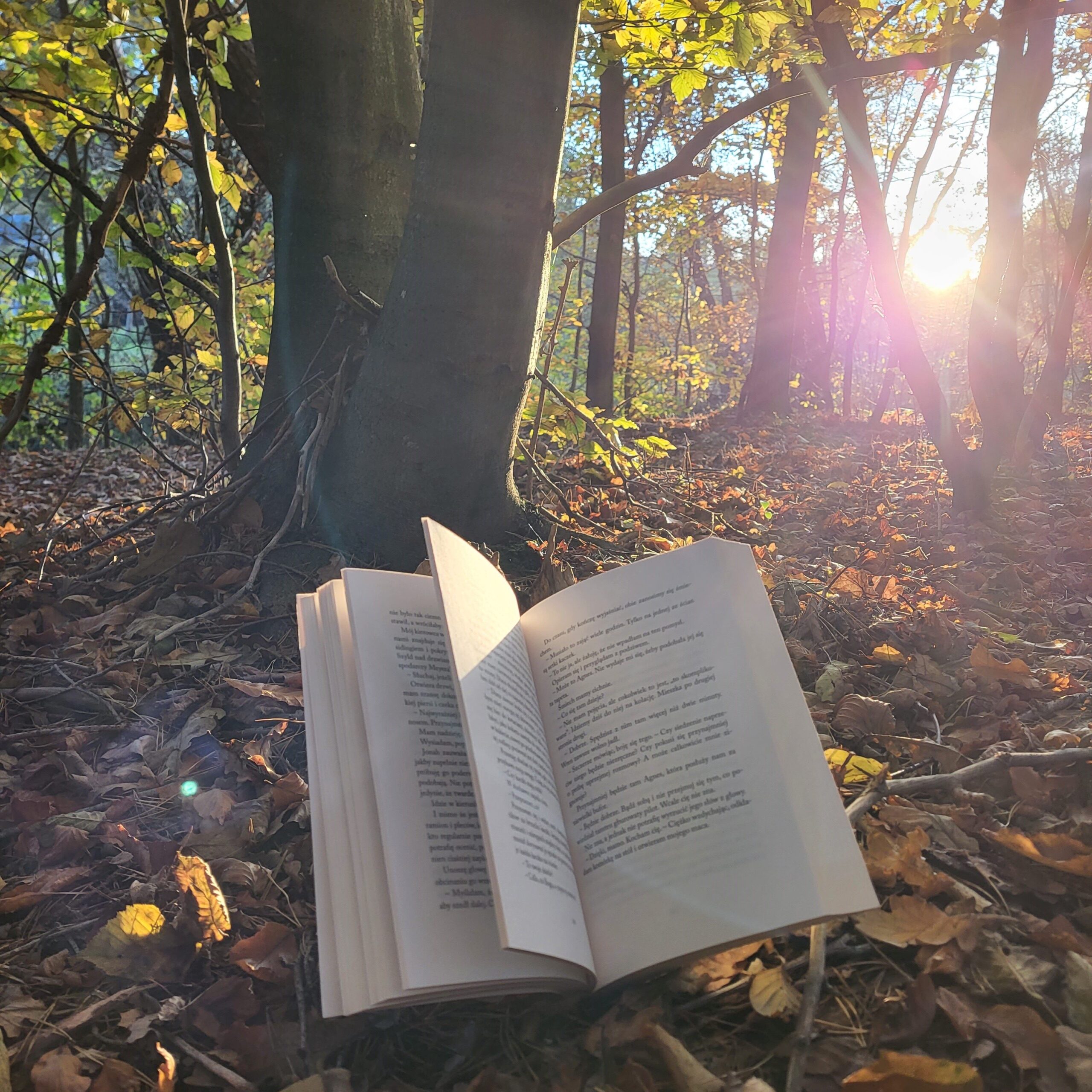 W sercu lasu Arendt Amelia 3TRH